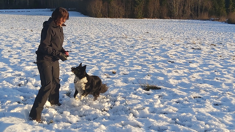 En person tränar i snön med en svart och vit hund. 