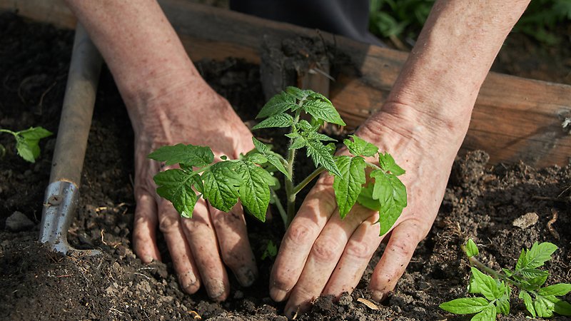 Två händers syns plantera en tomatplanta.