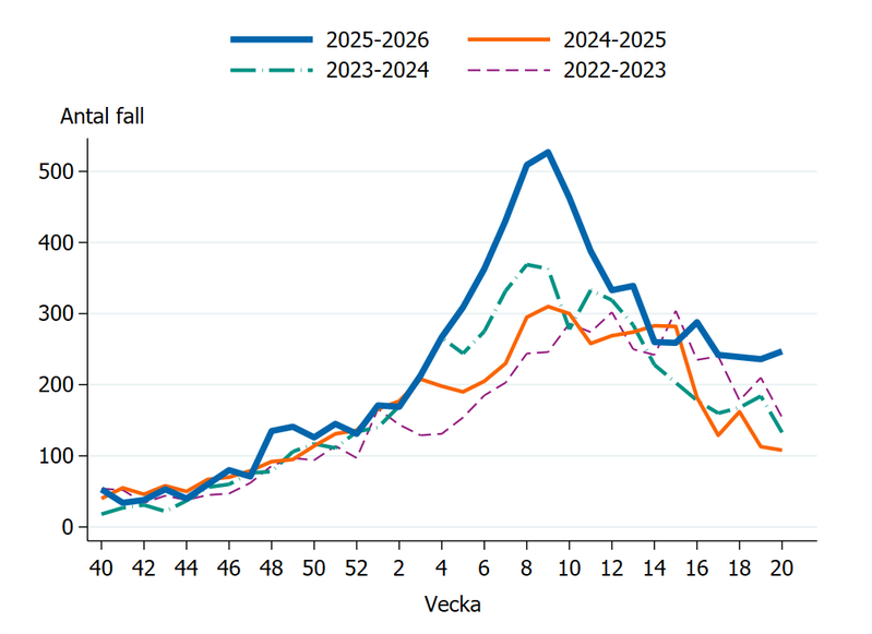 Fall av calicivirus i Sverige under säsong 2022-23, 2023-24, 2024-25 samt 2025-26.