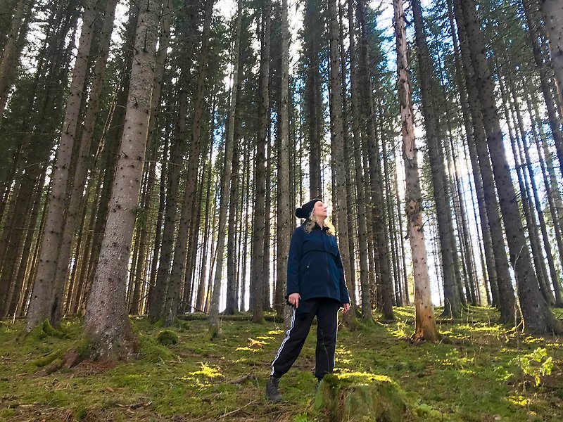 Linda i skogen och solen lyser genom träden